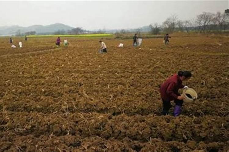 一亩烤烟用多少钾肥 什么时候施钾肥好