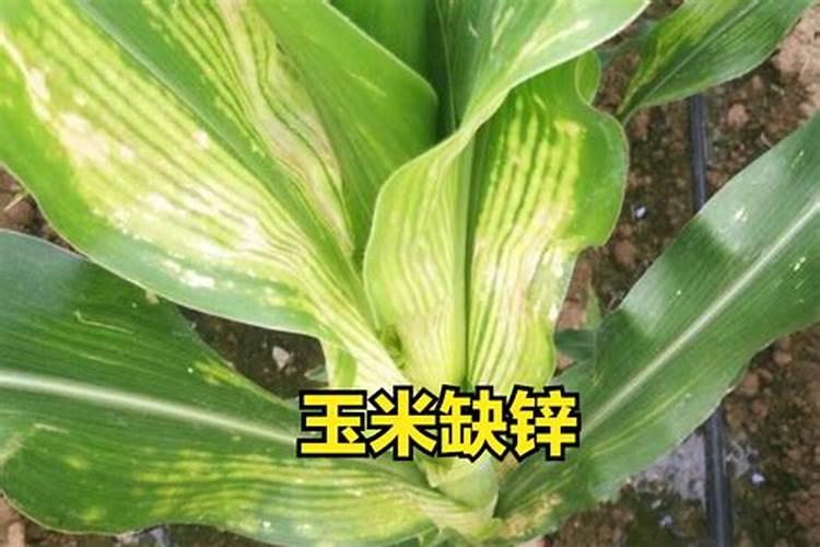 果树缺肥的表现