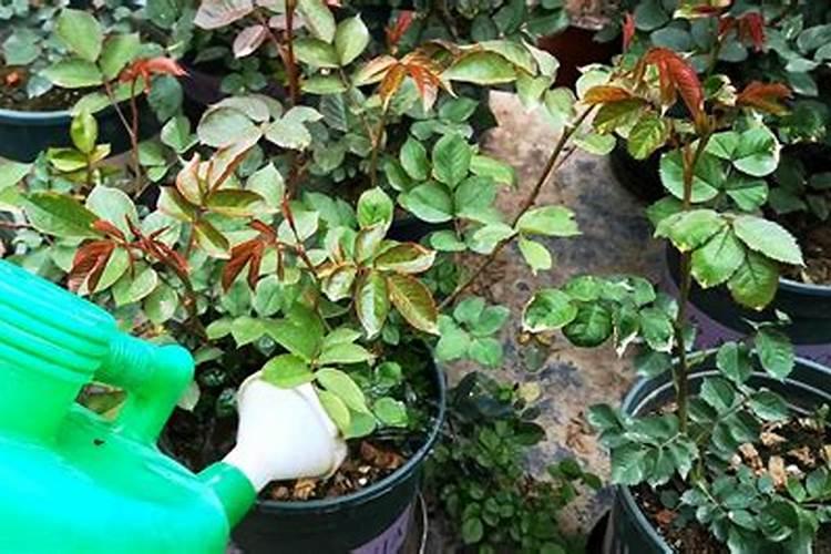 农大叶动力含腐植酸水溶肥可以兑水浇花吗