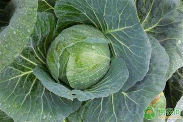 露地甘蓝春茬栽培怎样进行配方施肥？