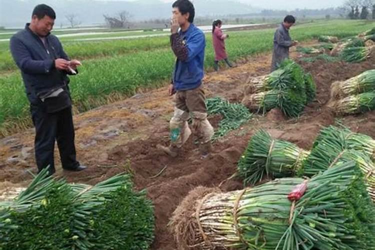 大葱施肥法的需肥特点