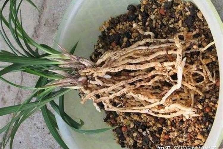 罗汉松用什么土壤最好