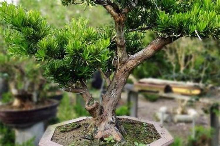 初春怎样养盆栽罗汉松,更换盆土并整枝修剪