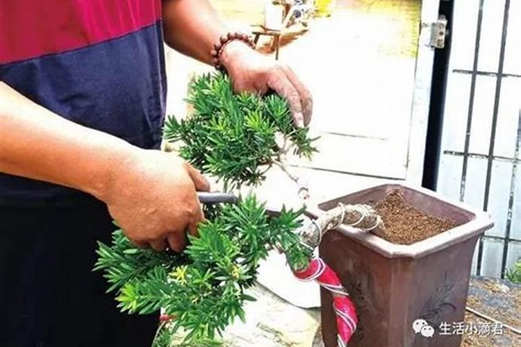 罗汉松底肥放什么肥好(底肥施用方法)