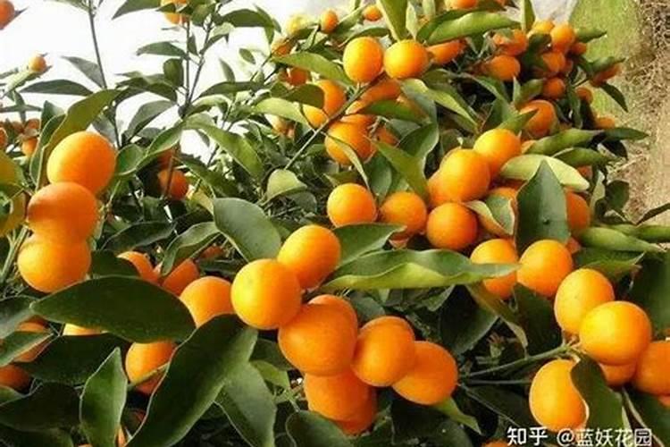 种菜施肥量多,是不是越多越好？