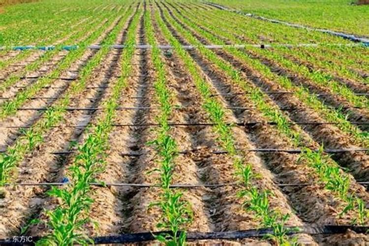 如何改良土壤质地