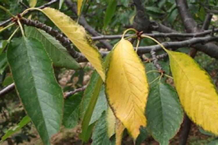 硅藻是藻类植物吗