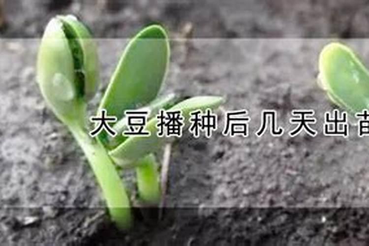 大豆幼苗期喷什么叶面肥效果好