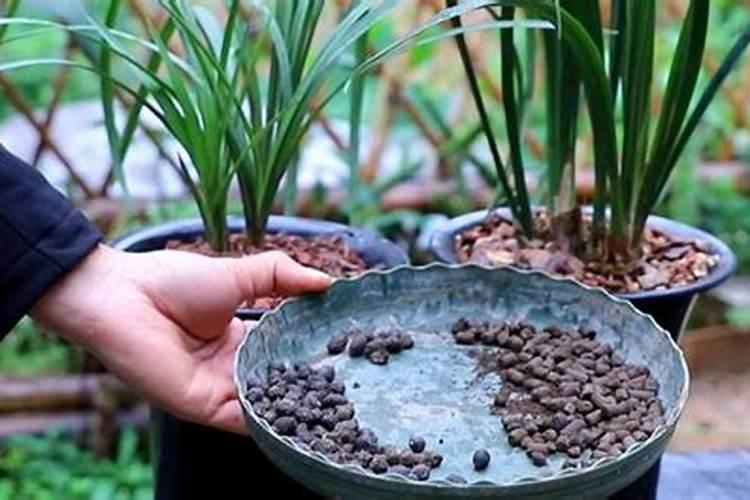 香菜用什么肥料最好