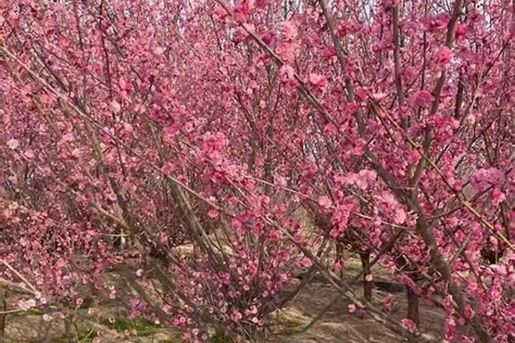 有机肥的制作方法