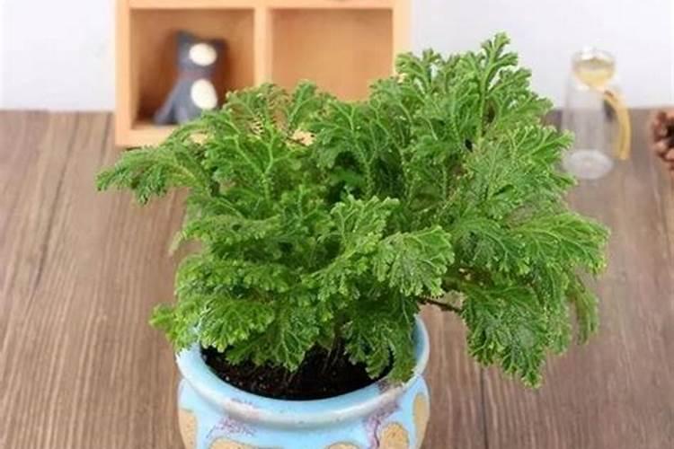 盐对螃蟹养殖有什么作用