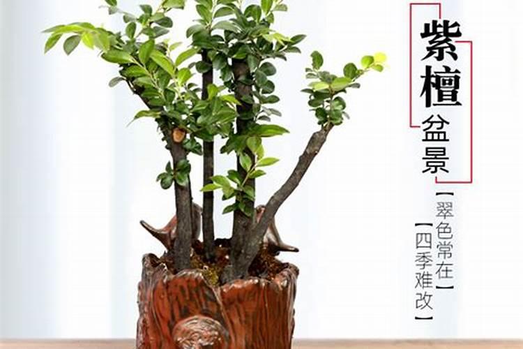 小叶紫檀施什么肥最好