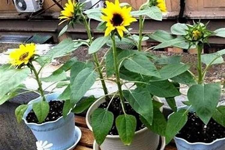 向日葵肥害有什么症状