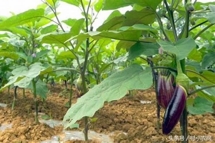 茄子剪枝的最佳时间