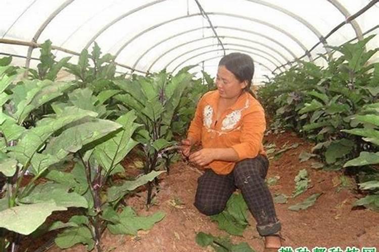 茄子剪枝怎么剪