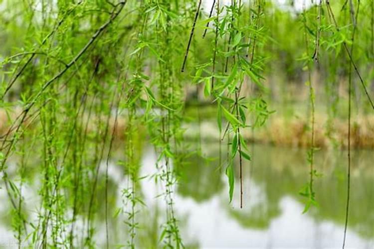 柳树叶能做肥料吗