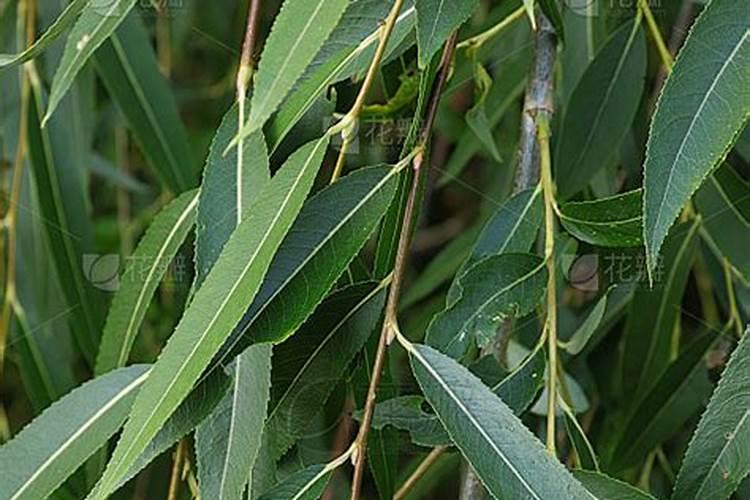 如何用柳叶制作成营养土？后期该如何养护？