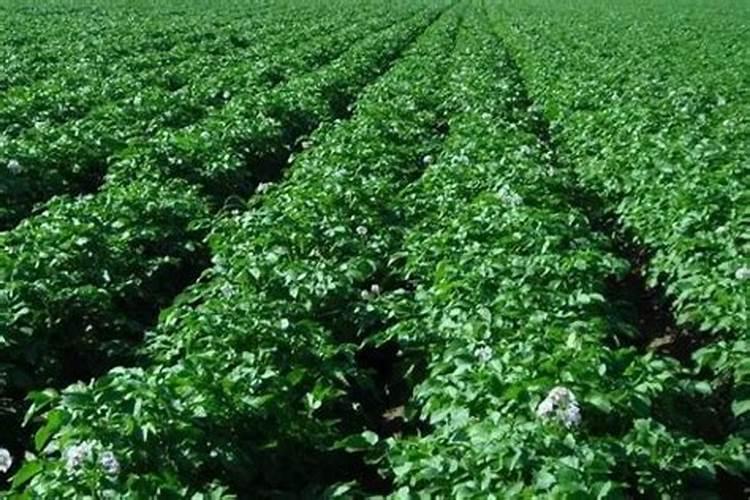 马铃薯第一次冲肥什么好？尿素还是复合肥