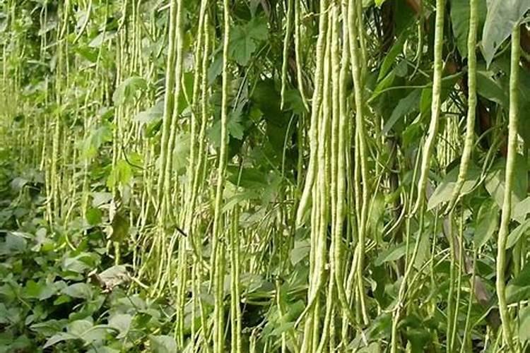 大豆用什么叶面肥