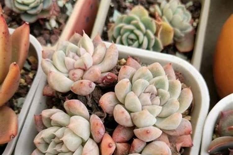 茶花树能施复合肥吗