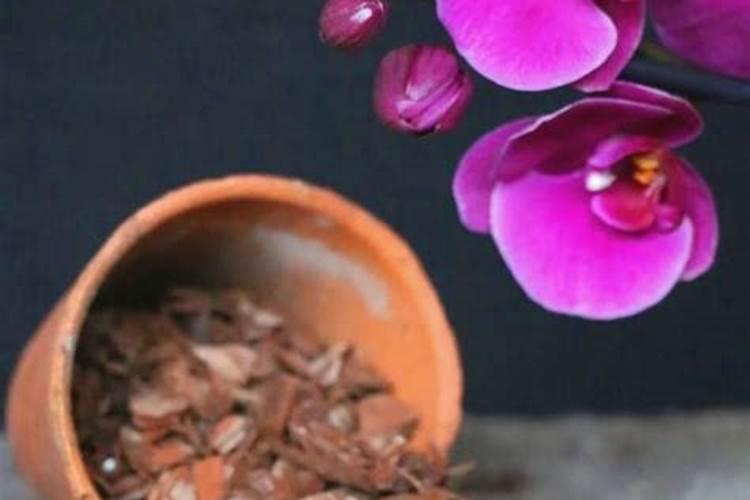 蝴蝶兰用什么肥磷钾肥可促进花芽形成