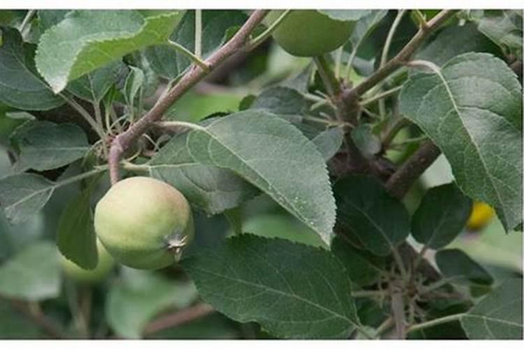 苹果树打药页面肥先放还是后放