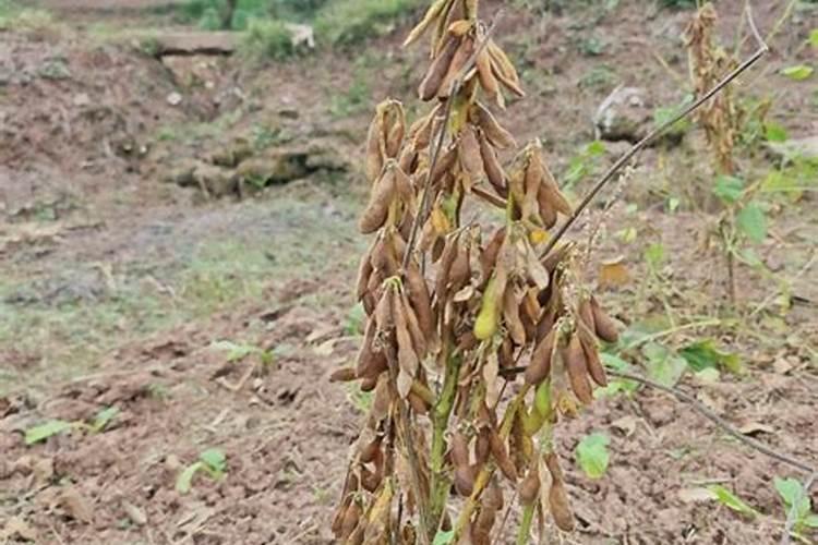 大豆幼苗期喷什么叶面肥抗高温效果好