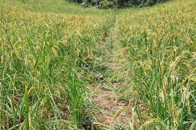 旱稻什么时候打叶面肥最好？