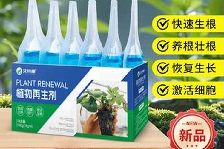 水培绿萝用什么肥料最好