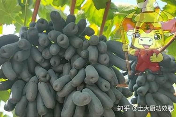 水溶肥用法和用量