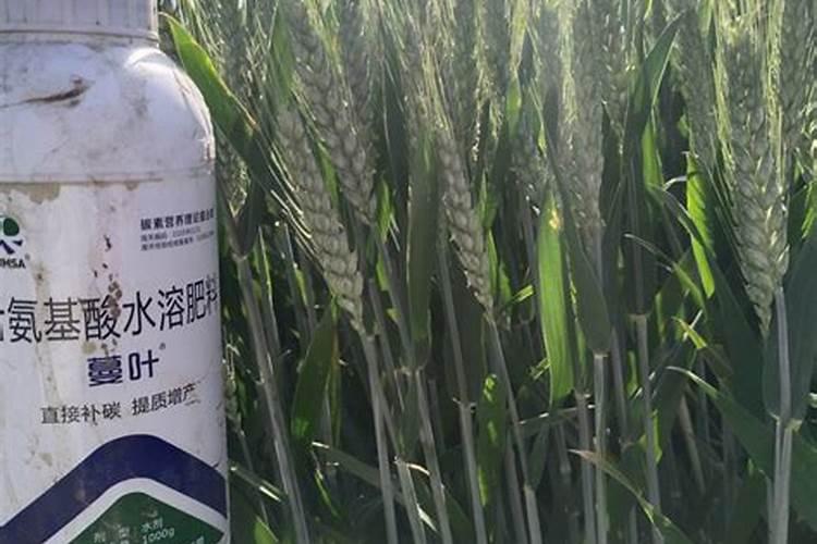 姜必多叶面肥的使用详情