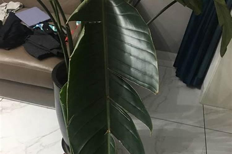 用了生根粉多久可以施肥