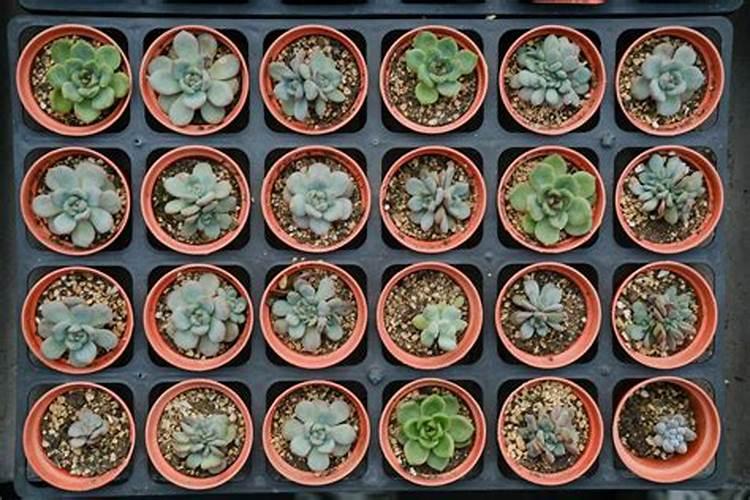 黄瓜膨果期用什么叶面肥效果好？黄瓜座果期需要用哪种肥料？