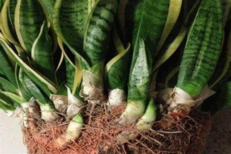 佝偻病怎么治疗