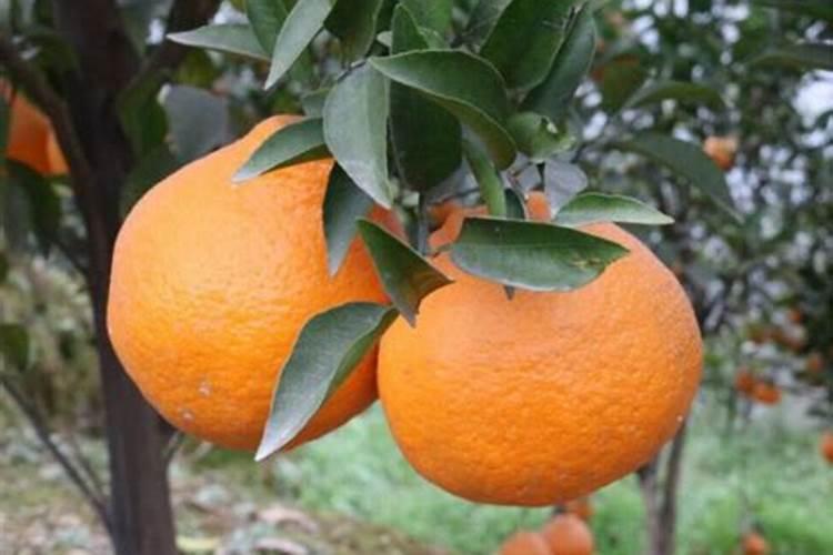 金象云“果侬侬”柑橘成长播报—果实进入膨大期、晚夏梢抽发期百度...