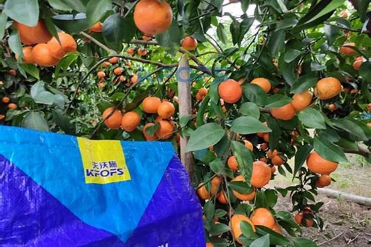 金象云“果侬侬”柑橘成长播报—果实进入膨大期、晚夏梢抽发期百度...