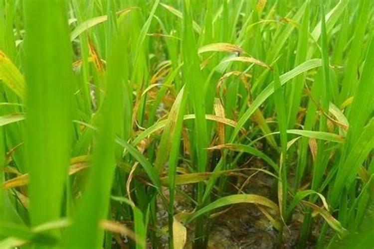 旱稻苗后除草打水稻苗后除草发黄不长怎么办？