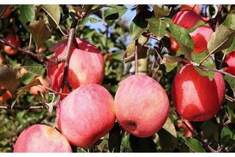 苹果树挂果量大八月追肥用怎样配比的硫酸钾复合肥好