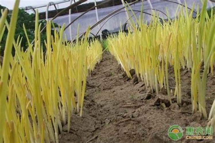 种植蒜苗的尾巴枯黄是什么原因？