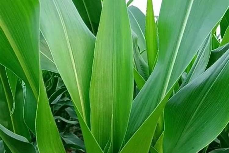 结果桃树每年怎样施肥