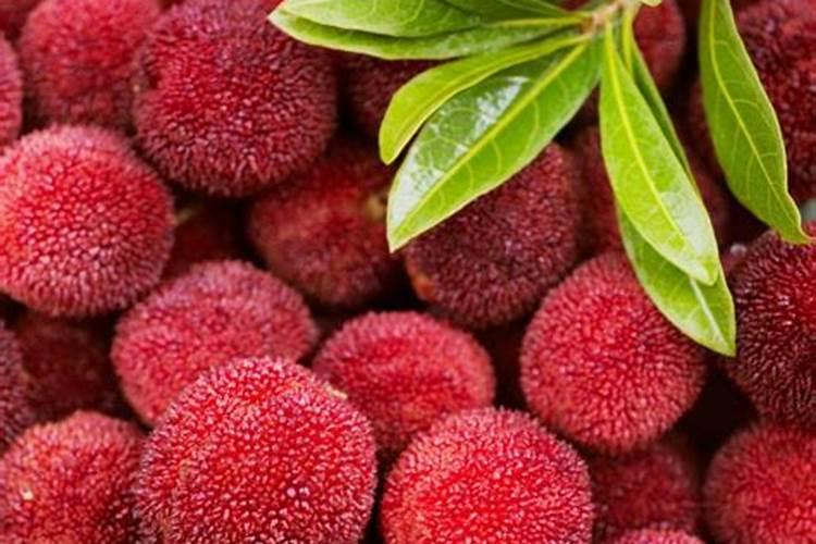 杨梅施肥最佳时间