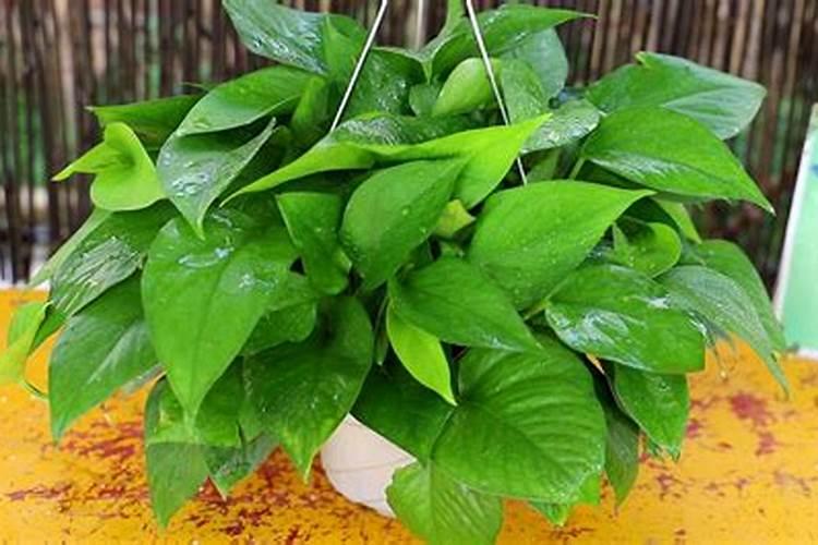 水培绿萝用什么肥料