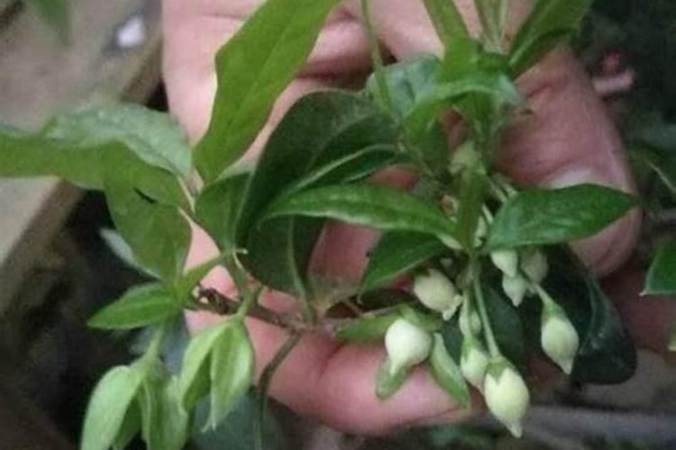 金弹子为什么不开花