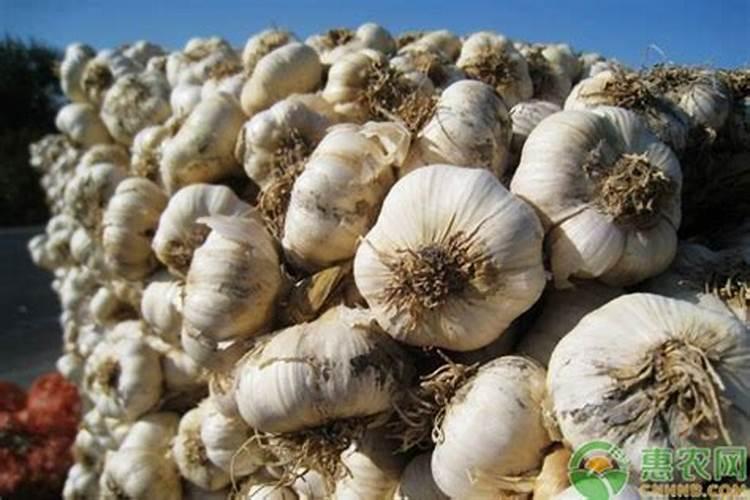 大蒜专用复合肥排名前十的有