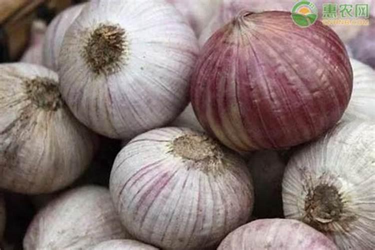 大蒜复合肥哪种最好