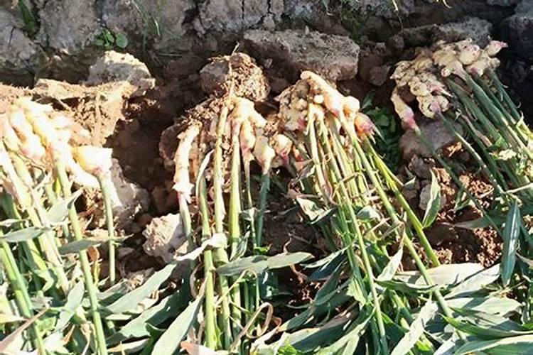 生姜后期需要什么肥料