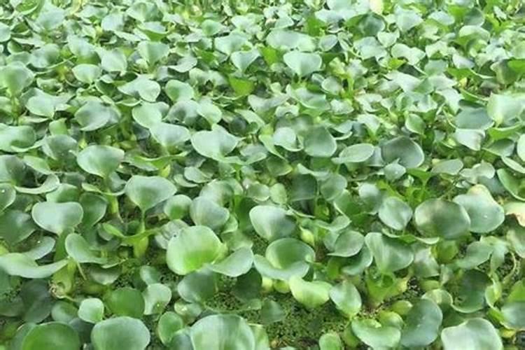 水葫芦如何做肥料