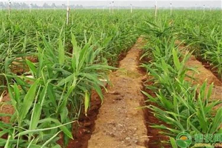 施什么肥让大姜粗壮？