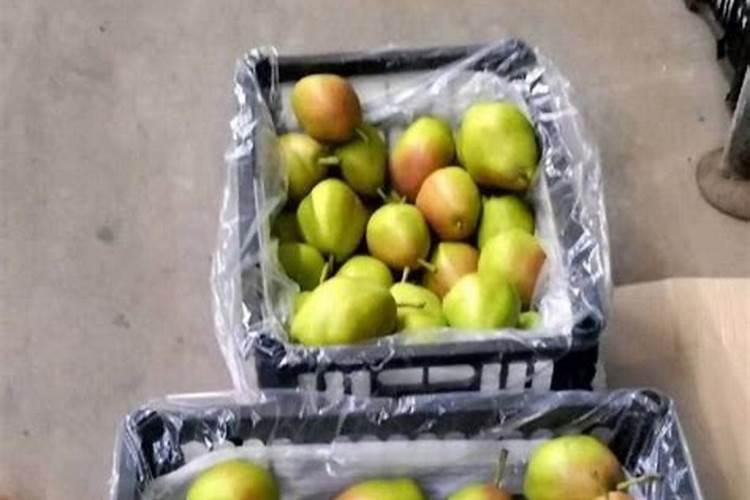 红香酥梨树8月份怎样管理,快卖了。