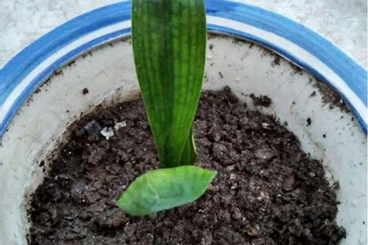 红掌黄叶是怎么回事？该怎么补救？